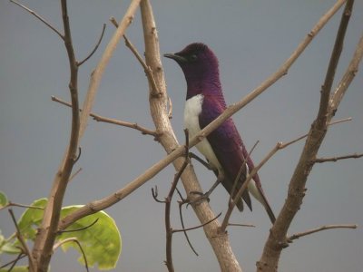 Violet-backed Starling Cinnyricinclus leucogaster