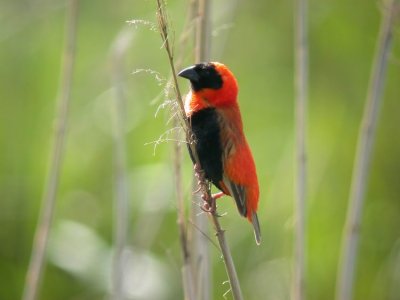 Southern Red Bishop Euplectes orix