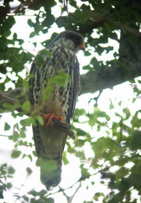 Amur Falcon (Amurfalk) Falco amurensis