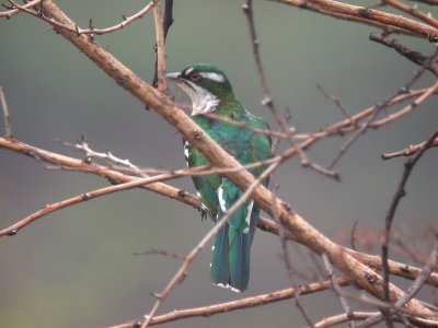 Diderick Cuckoo Chrysococcyx caprius