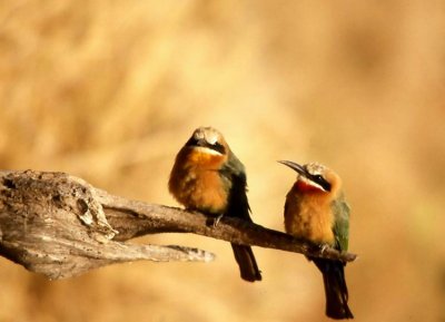 White-fronted Bee-eater Merops bullockoides
