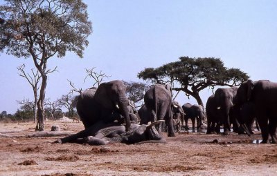 Dying elephant