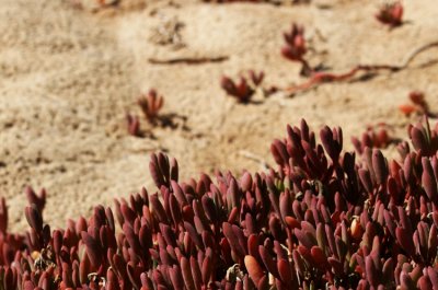 Desert plants