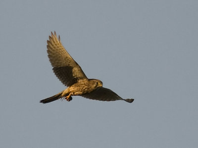 Kestrel (Tornfalk) Falco tinnunculus