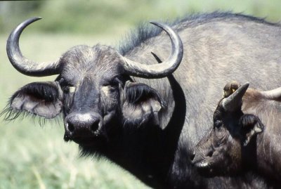 Buffalo (Afrikansk buffel) Syncerus caffer