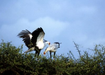 Secretary Birds