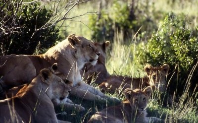 Lion family at Mara river