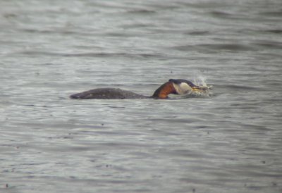 Red-necked Grebe with Fish.jpg