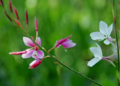 Roger Williams Botanical Garden