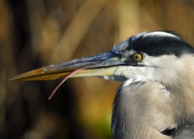 Along the Anhinga Trail