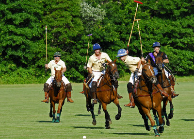 Polo Ponies at Work