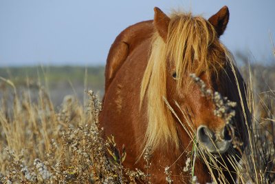 Ponies of the Dunes