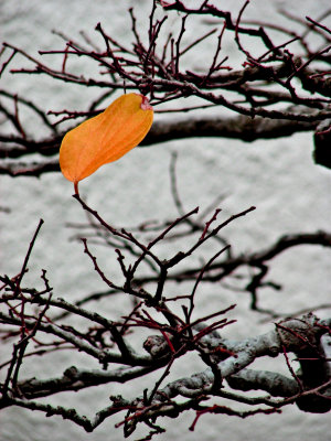 IMG_4264a.jpg