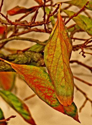 IMG_4301a.jpg