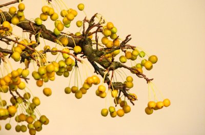 IMG_4311a.jpg
