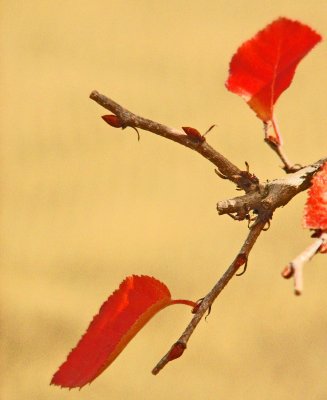 IMG_4395a.jpg