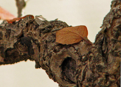IMG_4397a.jpg