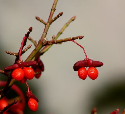 IMG_4404a.jpg