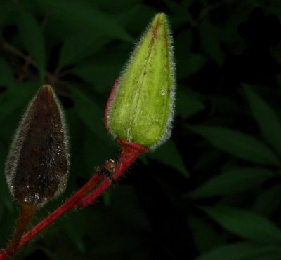 IMG_3962a.jpg