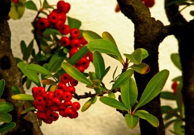 Winter Bonsai