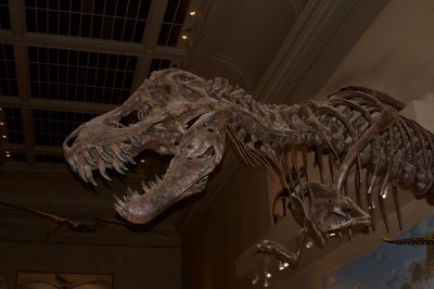 Tyrannosaurus Rex