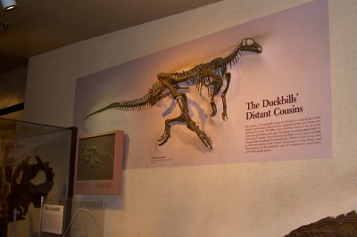 Thescelosaurus neglectus