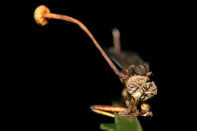 Infected robberfly