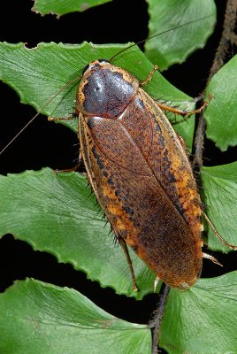 Forest cockroach
