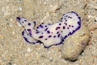 DSC_8655.jpg