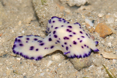 DSC_8657.jpg