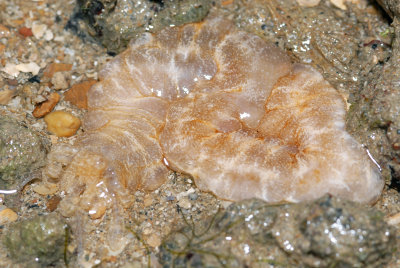 DSC_8661.jpg