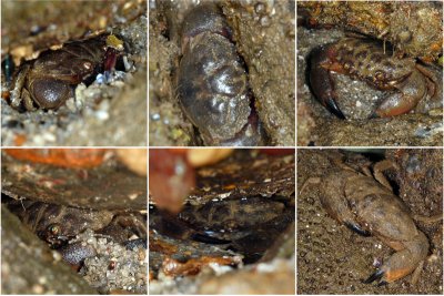 ContactSheet_crab.jpg