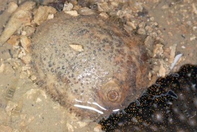 DSC_8988.jpg