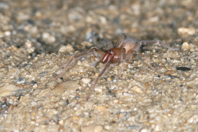 DSC_9064.jpg