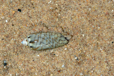 DSC_9176.jpg