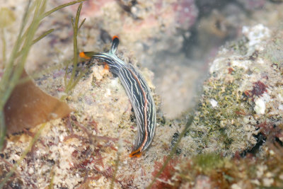 DSC_9337.jpg