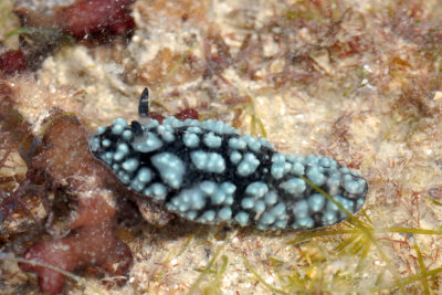 DSC_9354.jpg