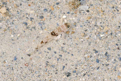 DSC_9387.jpg