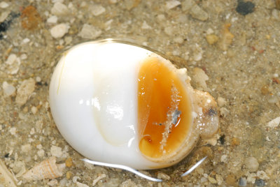 DSC_9597.jpg