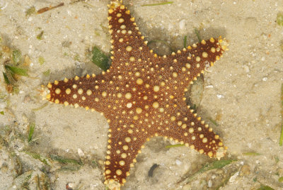 DSC_9633.jpg