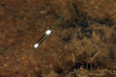 DSC_9957.jpg