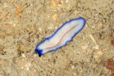 DSC_9975.jpg