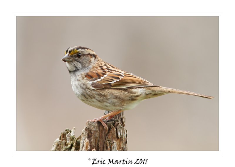 Bruant  gorge blanche /  White-throated Sparrow