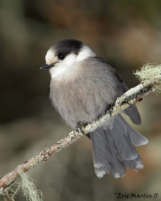 Msangeai du Canada / Gray Jay