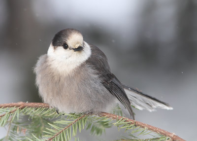 Msangeai du Canada / Gray Jay