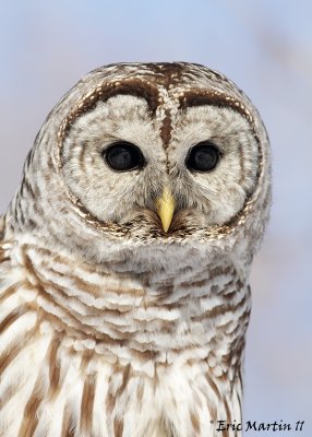 Chouette Raye /  Barred Owl