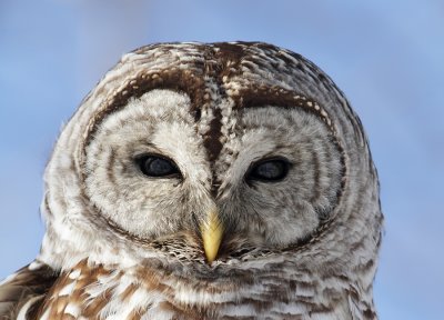 Chouette Raye /  Barred Owl