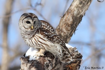 Chouette Raye /  Barred Owl