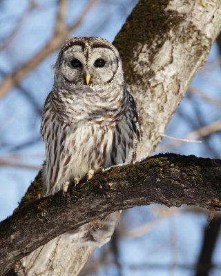 Chouette Raye /  Barred Owl