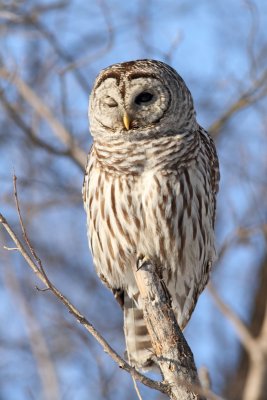 Chouette Raye /  Barred Owl